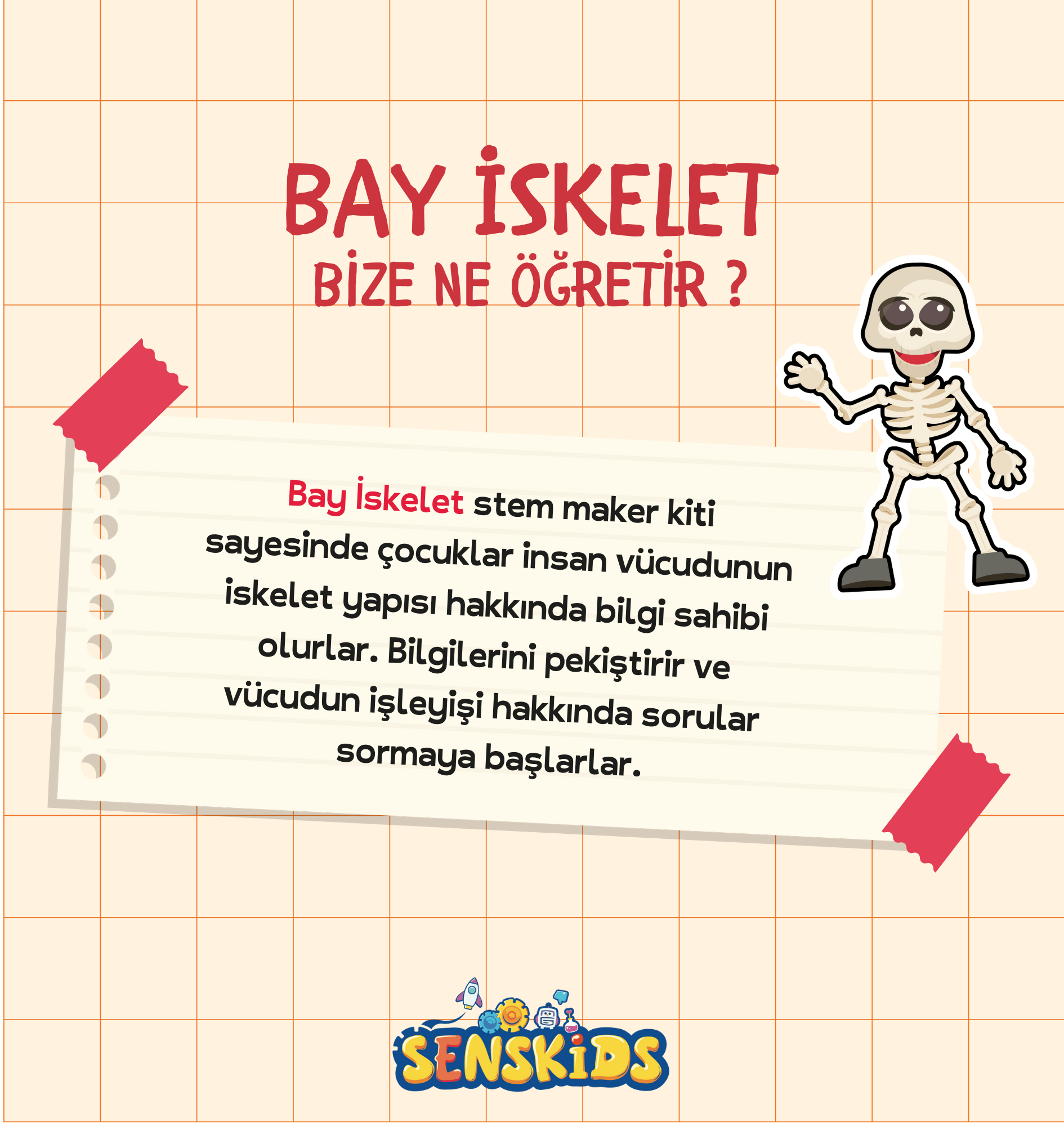 Bay İskelet - Görsel 2
